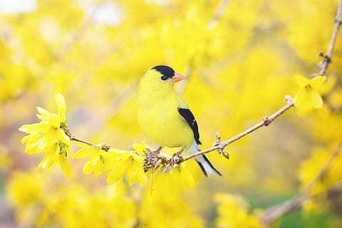 tilt shift lens of yellow and black bird on brown flower stem HD wallpaper