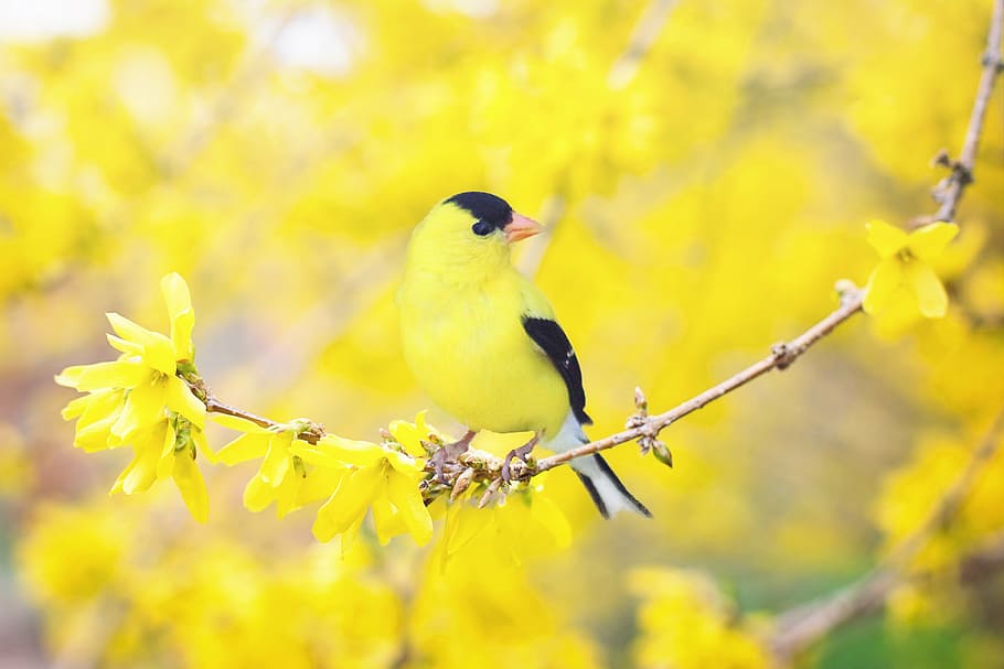 tilt shift lens of yellow and black bird on brown flower stem, HD wallpaper