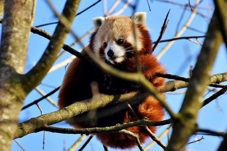 Red panda bear 1080P, 2K, 4K, 5K HD wallpapers free download - Wallpaper Flare