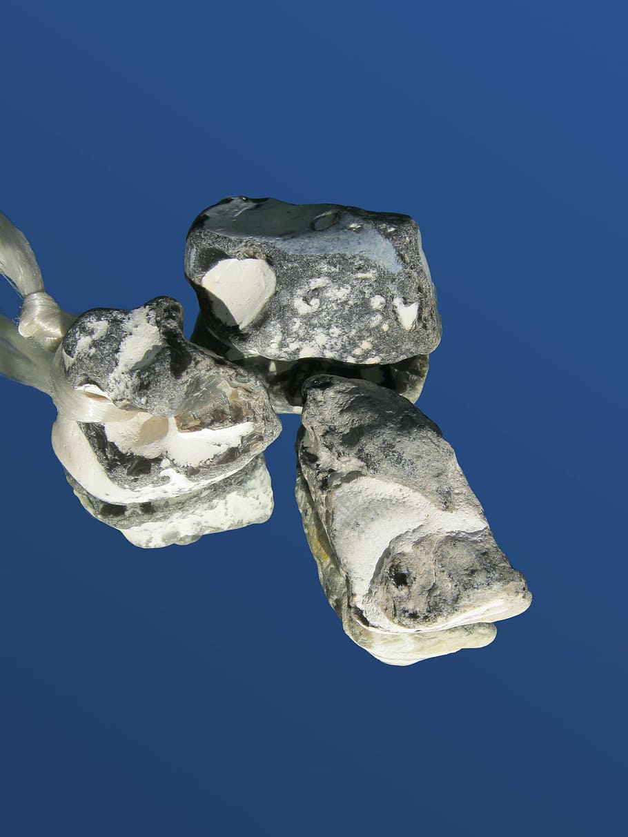 stones, baltic sea, decorative, animal, blue, nature, no people HD wallpaper