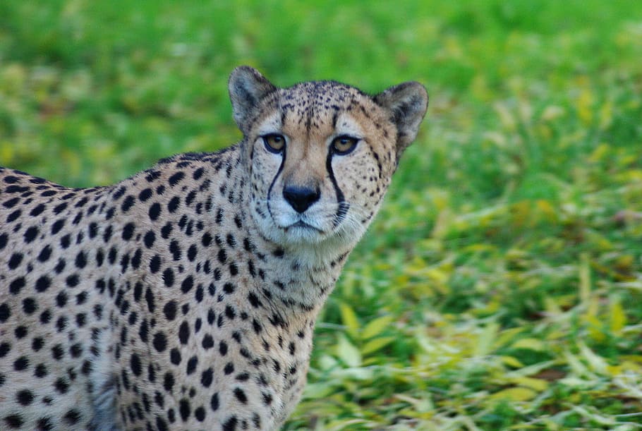 Leopard, Cat, Animal, Predator, Wildcat, close, africa, eyes, HD wallpaper