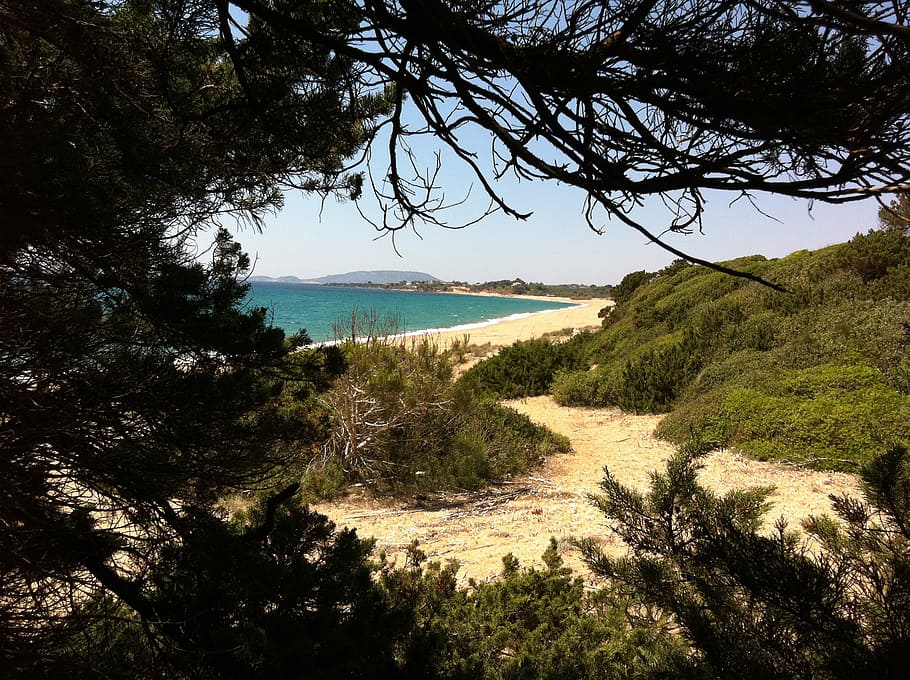 greece, beach, summer, tree, plant, water, beauty in nature HD wallpaper