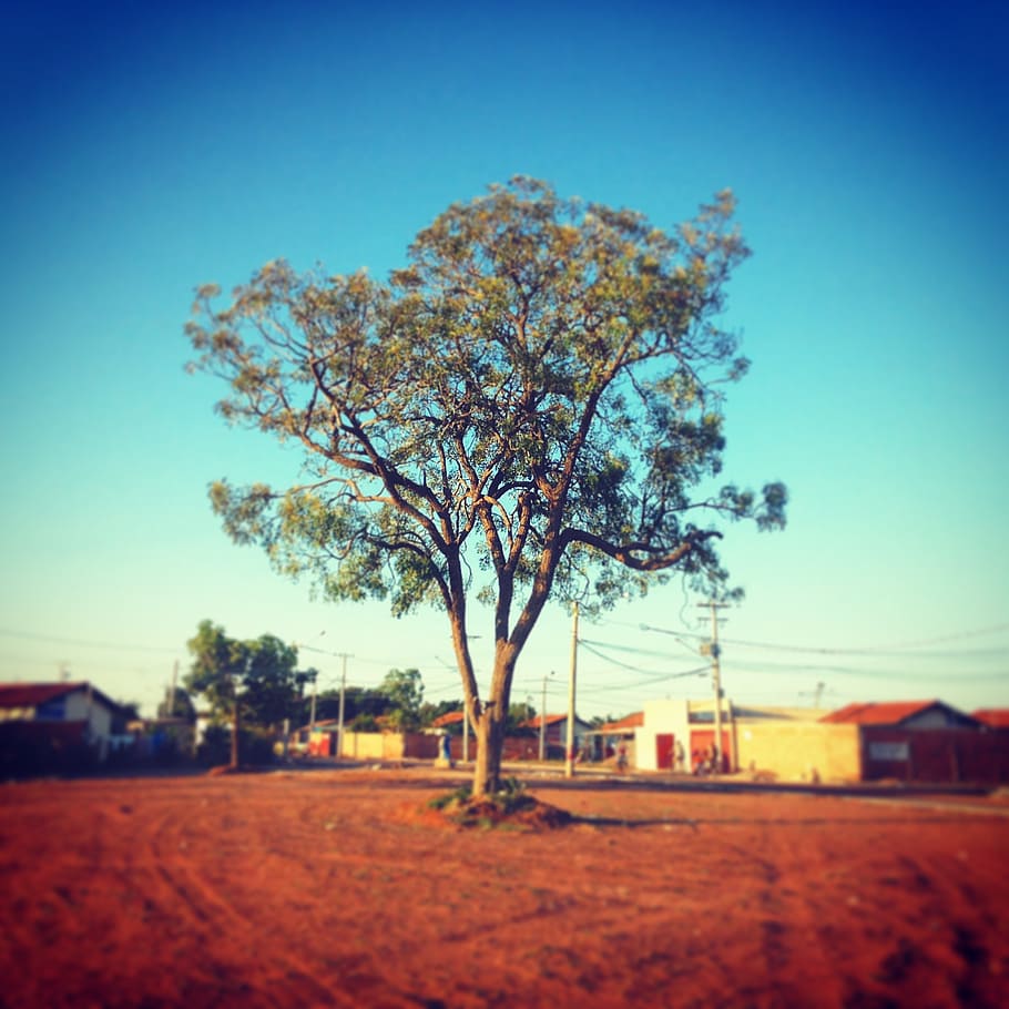 flying, square, blue sky, landscape, nature, tree, plant, clear sky HD wallpaper