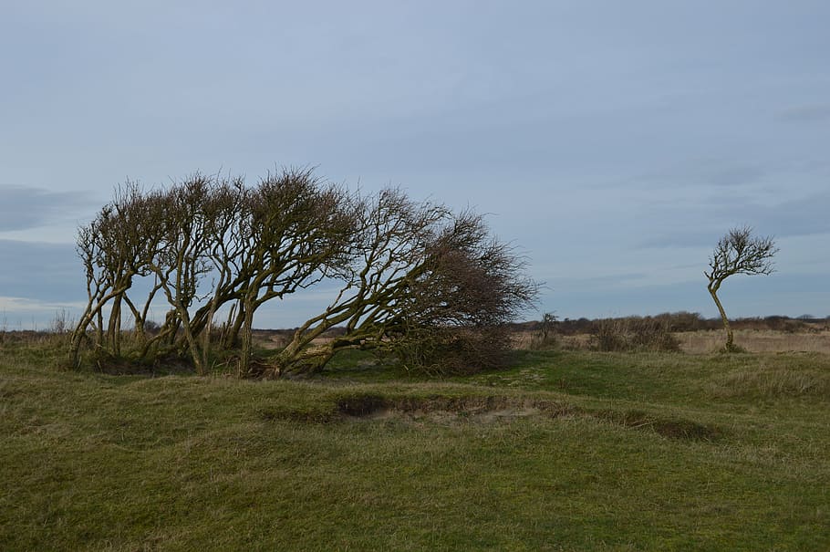 island, tree, bush, nature, schiermonnikoog, plant, sky, grass HD wallpaper
