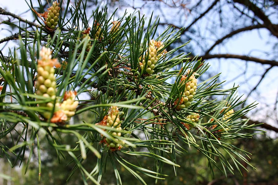 conifer, donuts, needles, green, detail, plant, tree, growth HD wallpaper