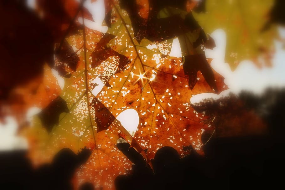 sun rays over brown leaves, leaf, fall, autumn, fall leaves background HD wallpaper