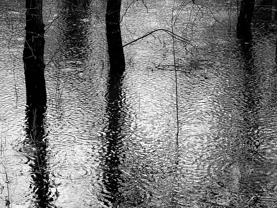 grayscale photography of body of water, rain, forest, black and white HD wallpaper