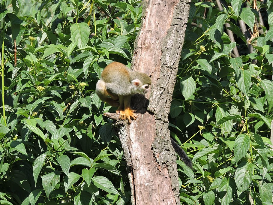 monkey, tree, small, animal wildlife, animal themes, animals in the wild HD wallpaper