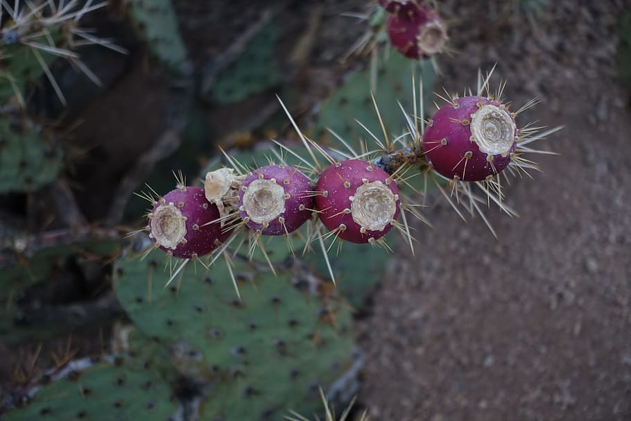 Cactus, Bloom, Desert, Arizona, prickly, prickly pear, flower HD wallpaper