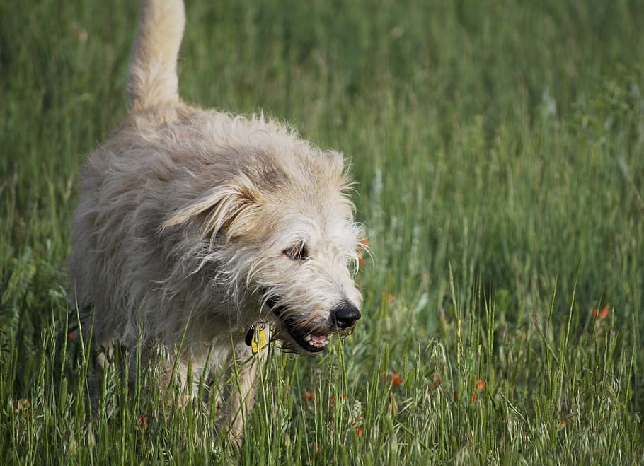 dog, mutt, pet, animal, canine, mixed, furry, one animal, animal themes HD wallpaper