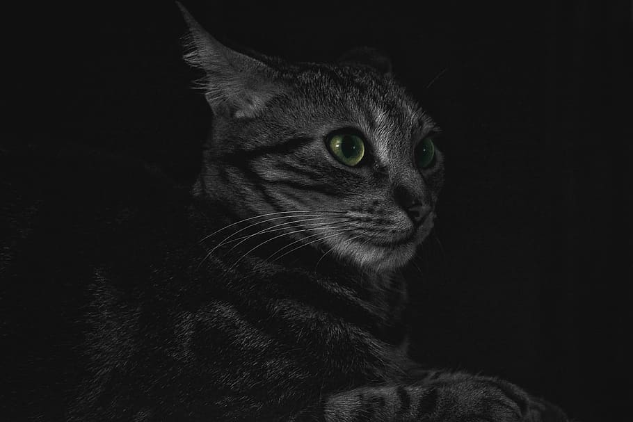 grayscale photo of cat, adult silver tabby cat, eye, black, pet HD wallpaper