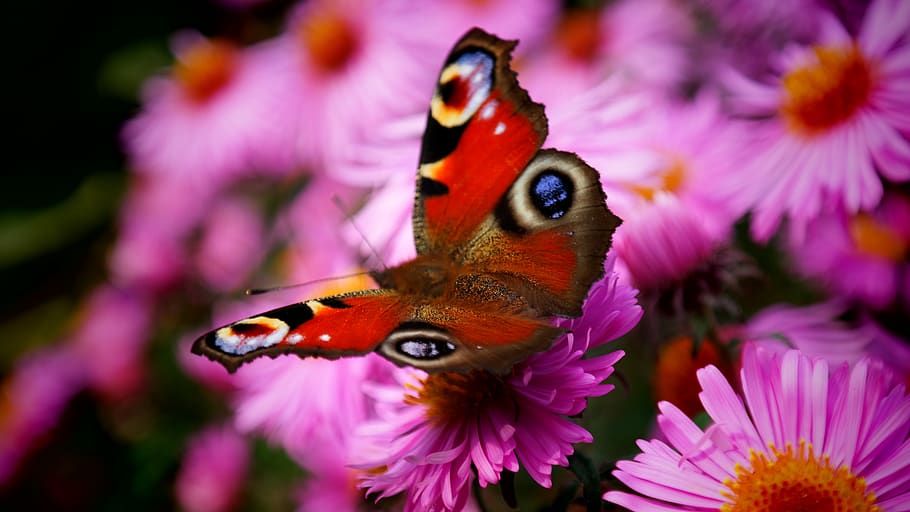 butterfly, flowers, flowering plant, beauty in nature, animal themes HD wallpaper
