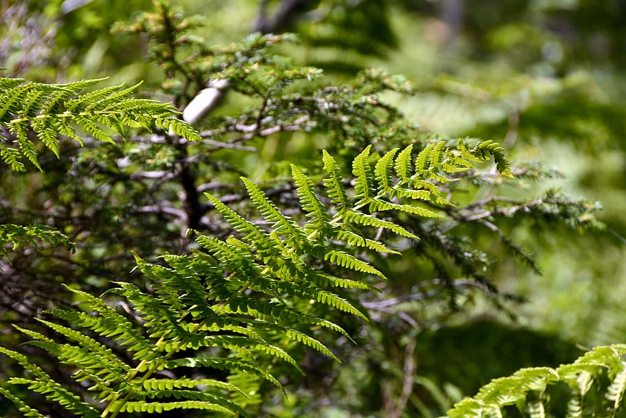 shallow focus photography of green plants, fern, nature, forest HD wallpaper