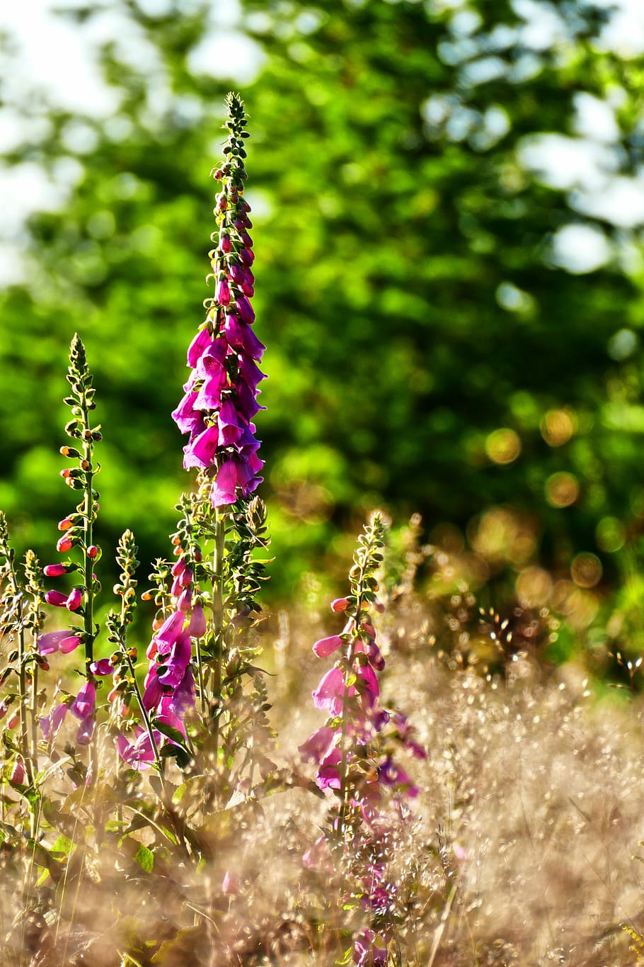 Thimble, Forest, Flower, Nature, Flora, wild plant, violet HD wallpaper