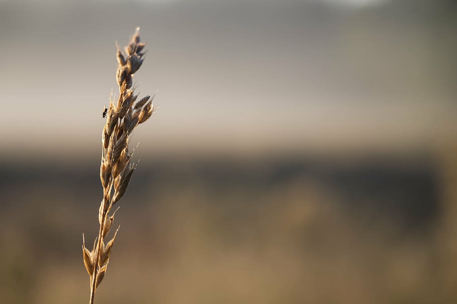 weeds, mucha, autumn, bronze, loneliness, vanishing, nature HD wallpaper