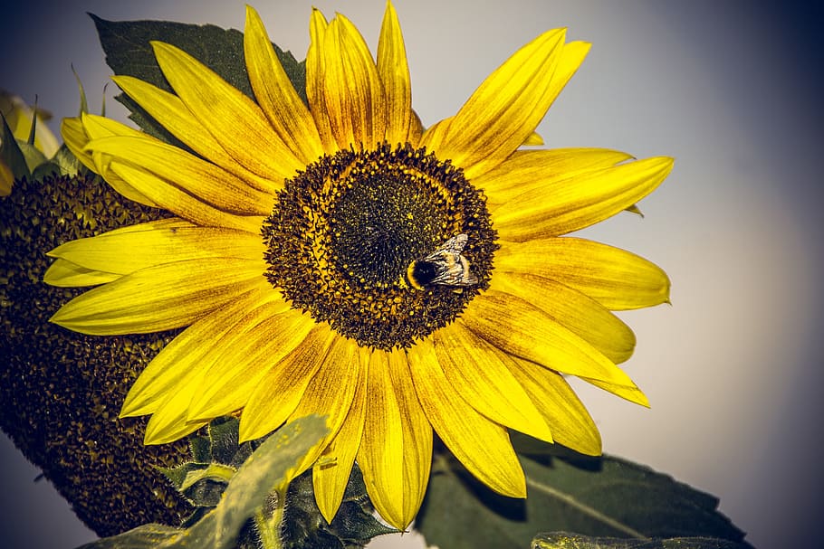 Sun Flower, Blossom, Bloom, Close, yellow, helianthus, asteraceae HD wallpaper