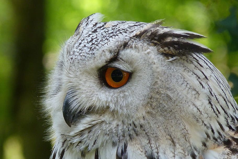 close-up photo of snowy owl, eagle owl, bird, forest, night active HD wallpaper