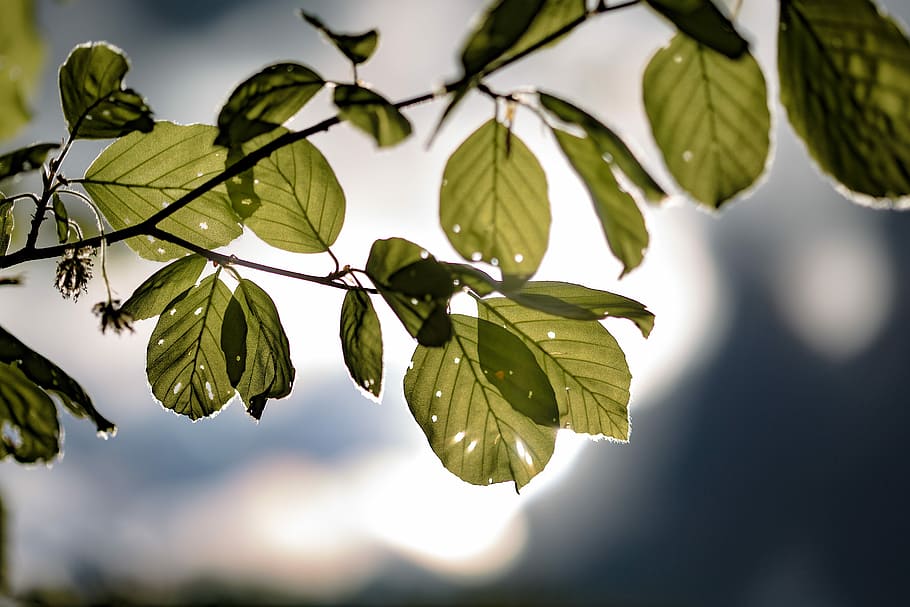 leaf, plant, nature, growth, tree, close, background, summer HD wallpaper
