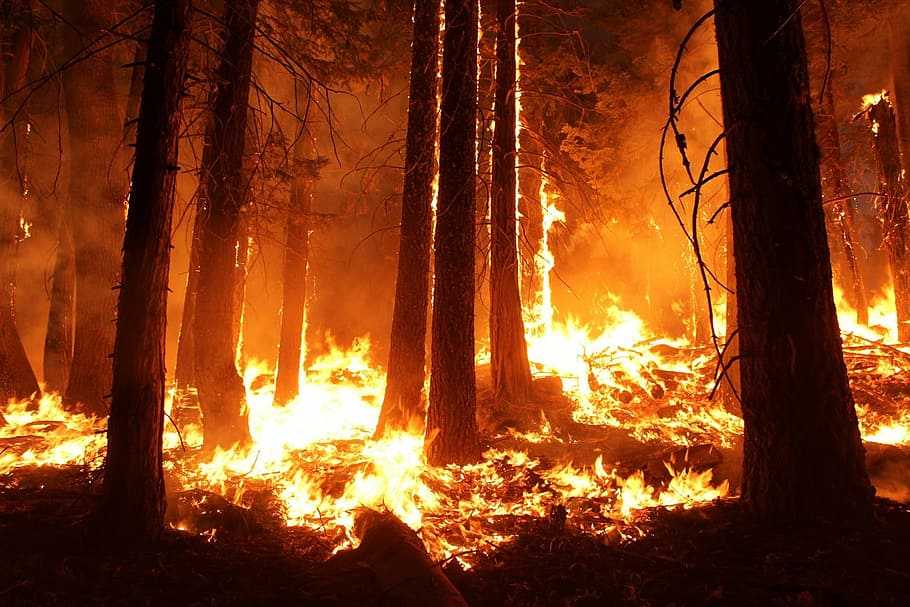 forest fire wallpaper, wildfire, blaze, smoke, trees, heat, burning