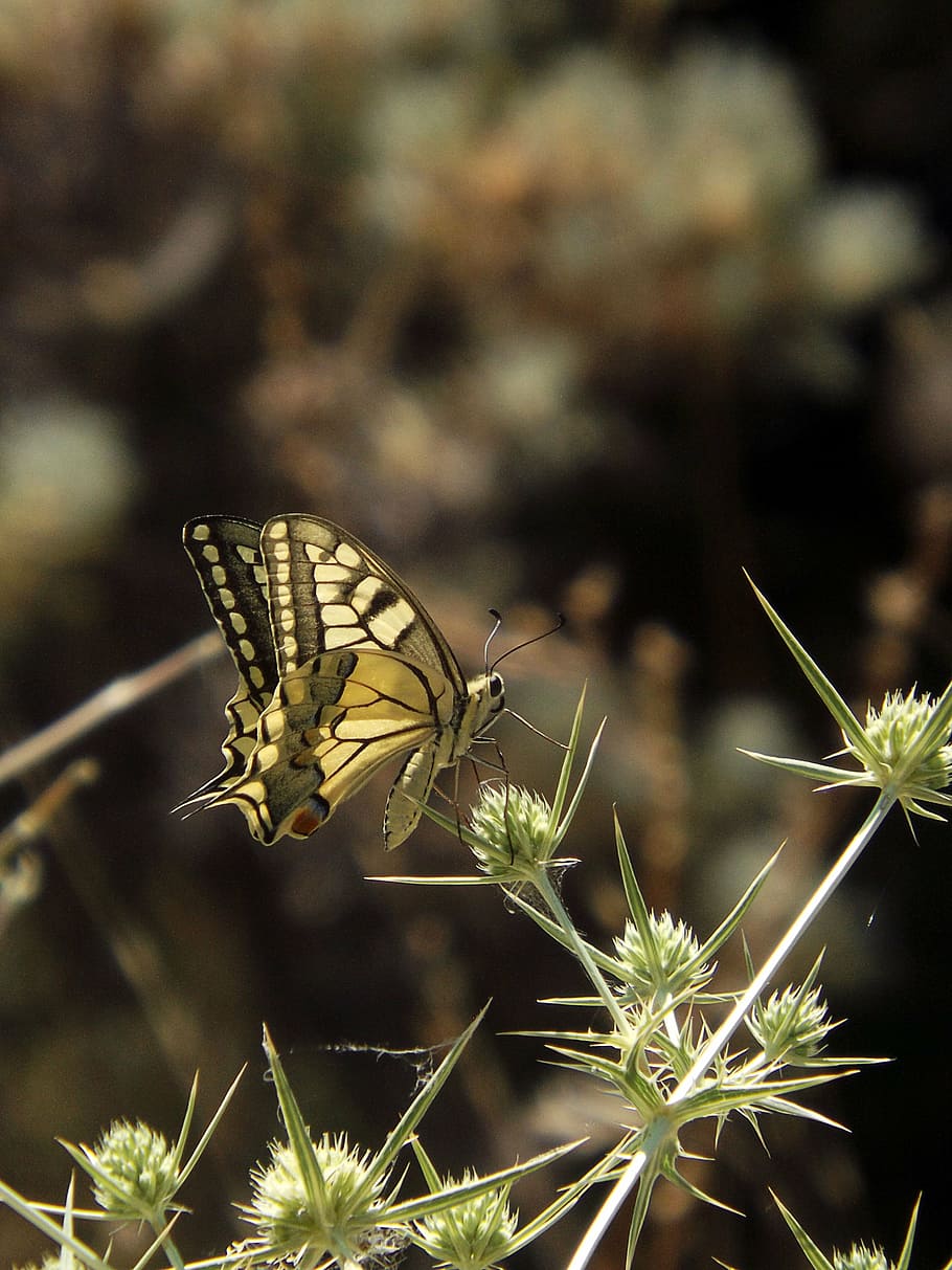 butterfly, spring, flower, insect, invertebrate, plant, animal themes HD wallpaper