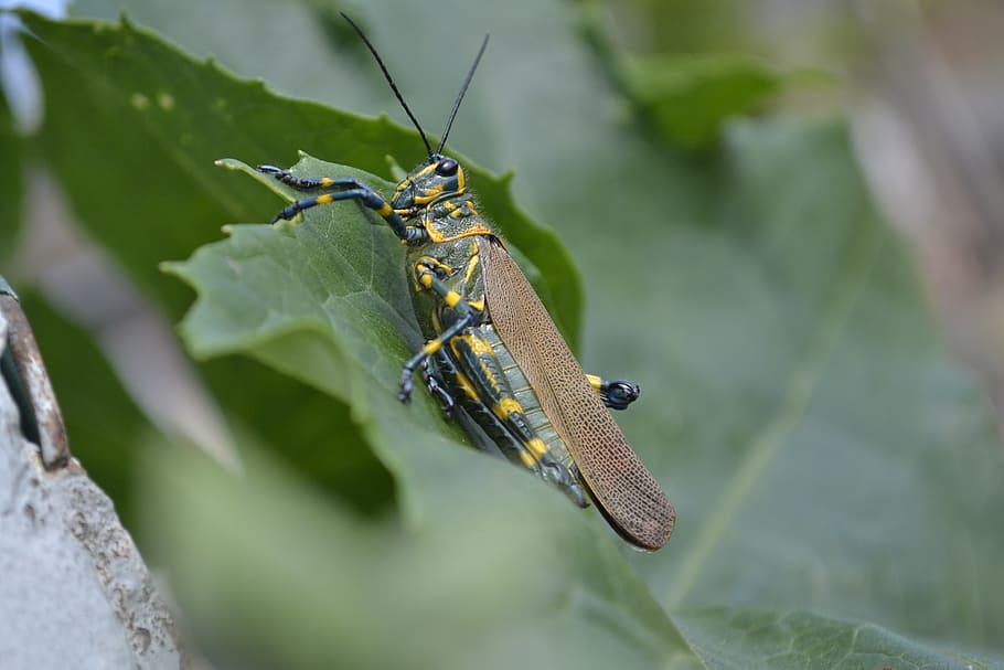 nature, cricket, insect, anim, animal, animal themes, animal wildlife HD wallpaper
