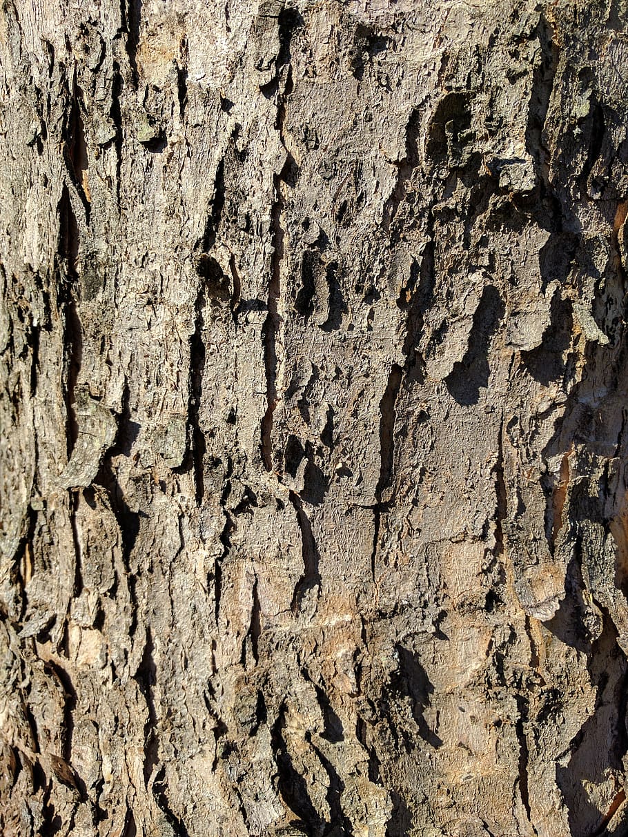 bark, tree bark, wood, nature, effect, distressing, full frame HD wallpaper