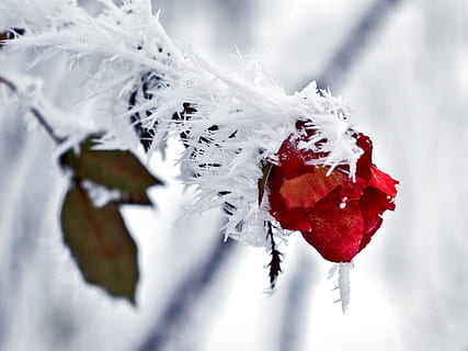 red rose with snow closeup photography, Ice, Winter, Cold, Nature HD wallpaper