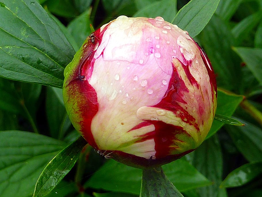flower, button, peony, plant, spring, growth, close-up, plant part HD wallpaper