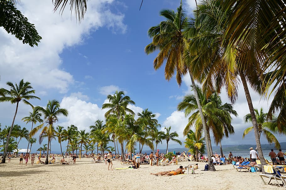 beach, levantado, island, caribbean, bacardi island, palm trees, HD wallpaper