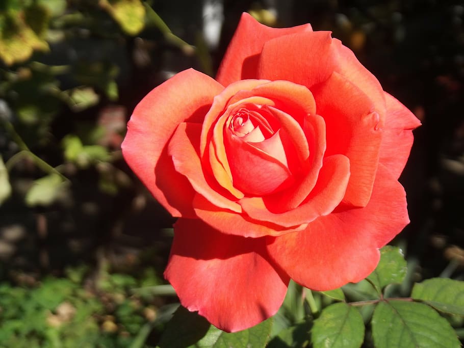 rose, flower, garden, flowering plant, petal, beauty in nature HD wallpaper