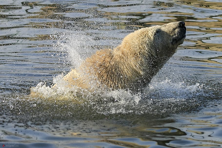 polar bear, zoo, animal, animal themes, animal wildlife, animals in the wild HD wallpaper