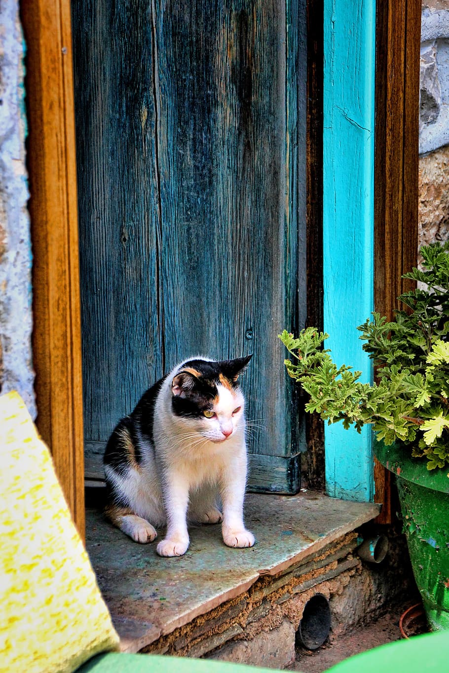cat, door, lauer, home, input, old, domestic cat, wood, animal HD wallpaper