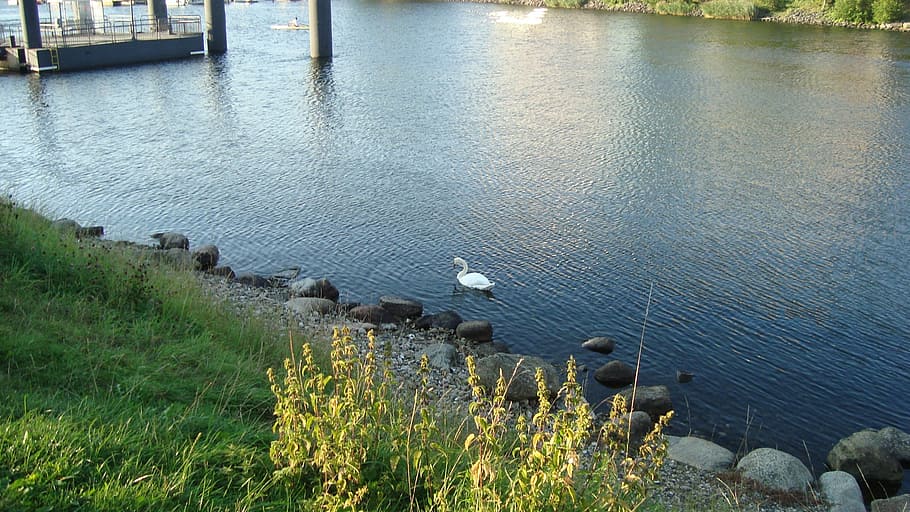 water, river, grass, bird, swan, stones, kiel, germany, plant HD wallpaper