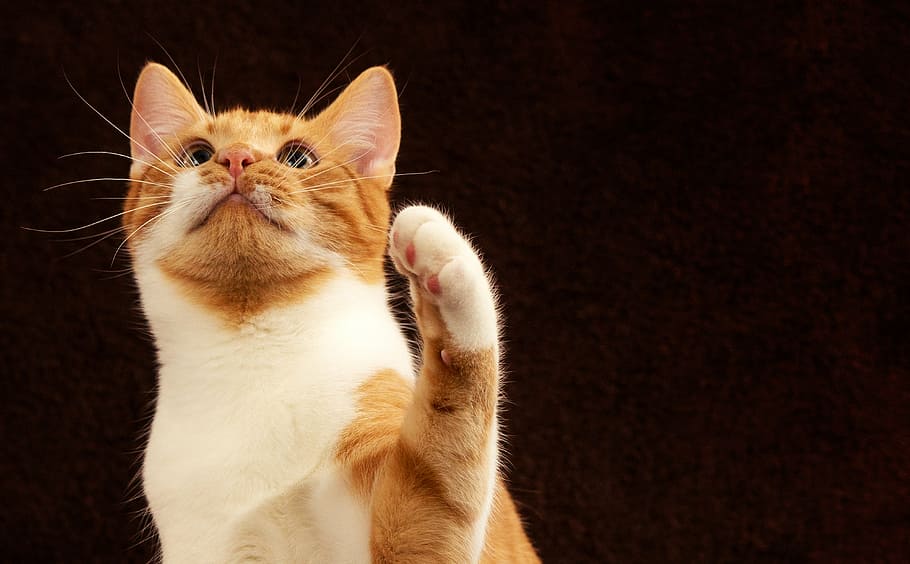 white and orange bi-color cat, background image, view, top HD wallpaper