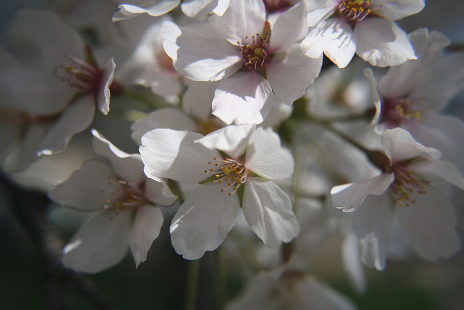 cherry blossoms, washington dc, tidal basin, flowering plant HD wallpaper