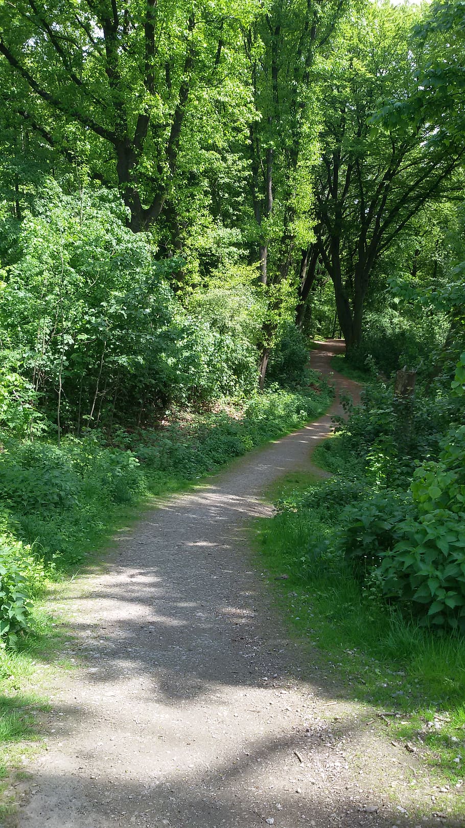 forest, nature, summer, plant, tree, green color, direction HD wallpaper