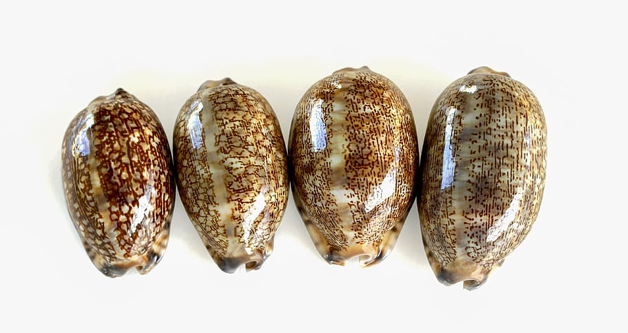 sea shells, snail, smooth shells, marine animal, olivas, shiny HD wallpaper