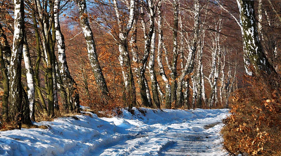 road covered with snow, way, birch, tree, winter, nature, landscape HD wallpaper