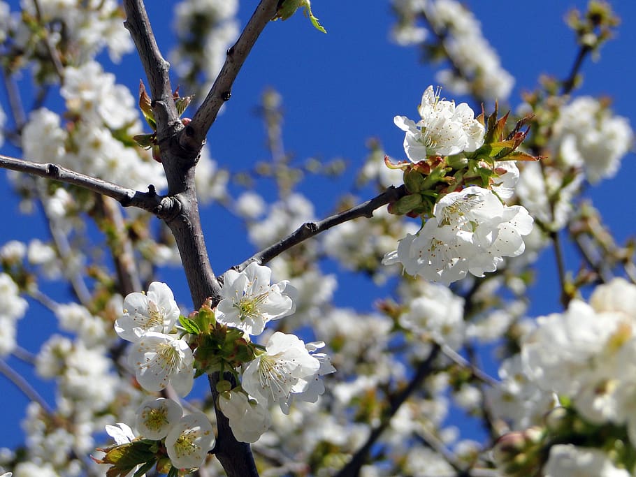 cherry blossom, flowers, cherry tree, spring, white, pink, nature HD wallpaper