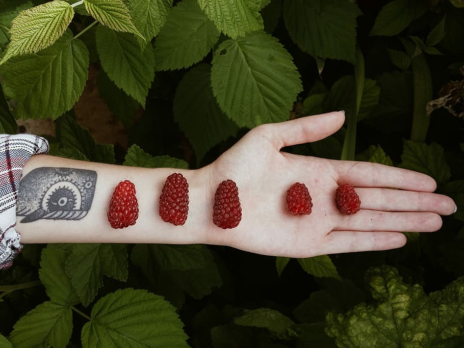red fruits on person hand, red cranberries on person's palm, holding HD wallpaper