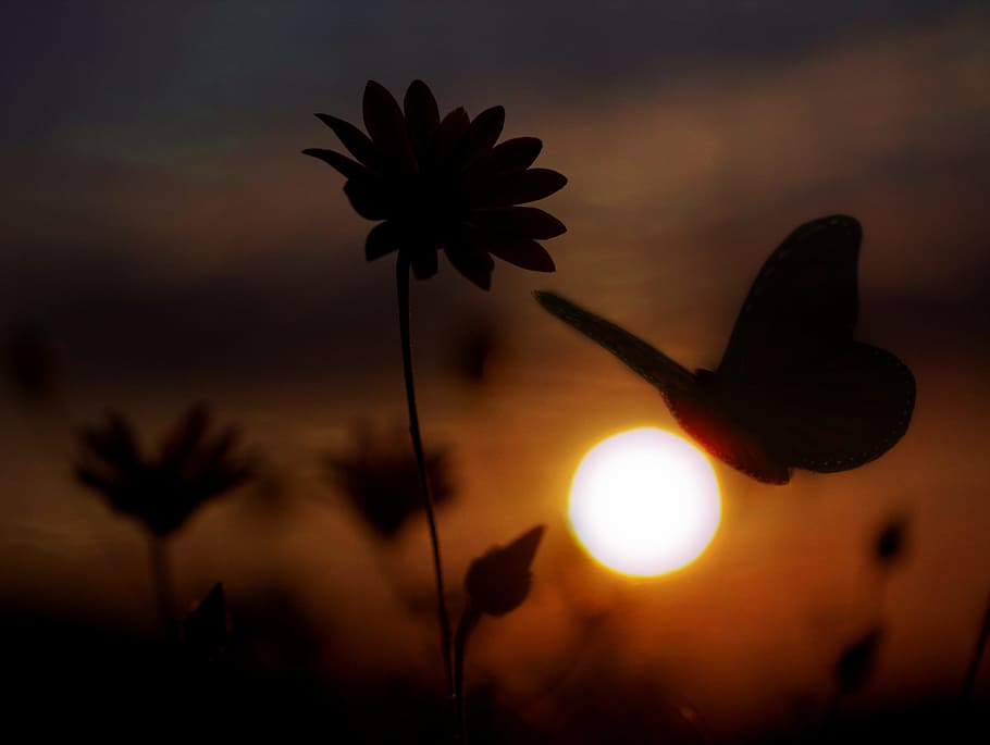 silhouette of butterfly during golden hour, flower, shadows HD wallpaper