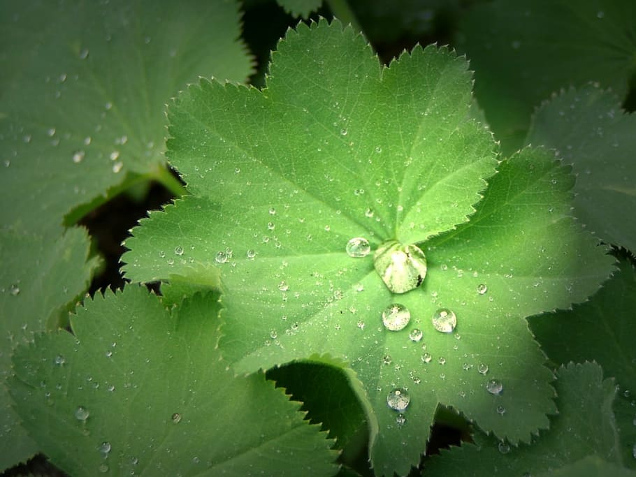 rain, drip, plant, nature, raindrop, plant part, leaf, green color HD wallpaper