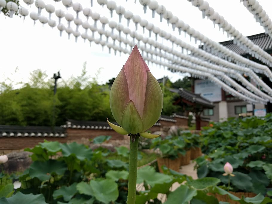 flowers, section, lotus, plant, leaf, nature, botany, lotus Water Lily HD wallpaper