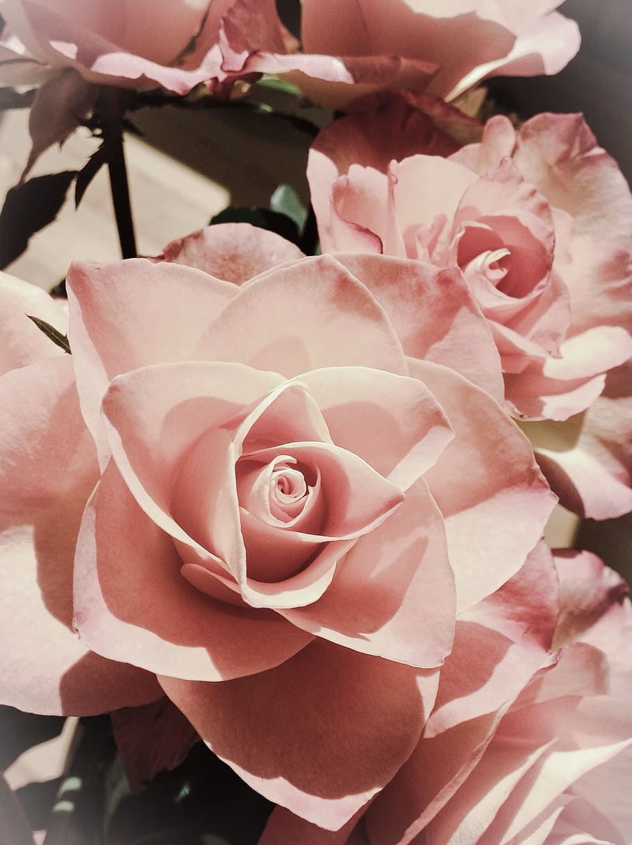 pink petaled flower closeup photo, rose, beautiful, floral HD wallpaper