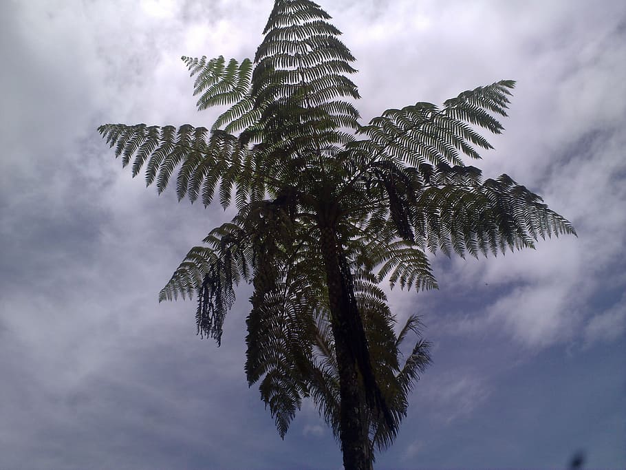 fern, firmament, sunset, palm tree, sky, dusk, tropical climate HD wallpaper
