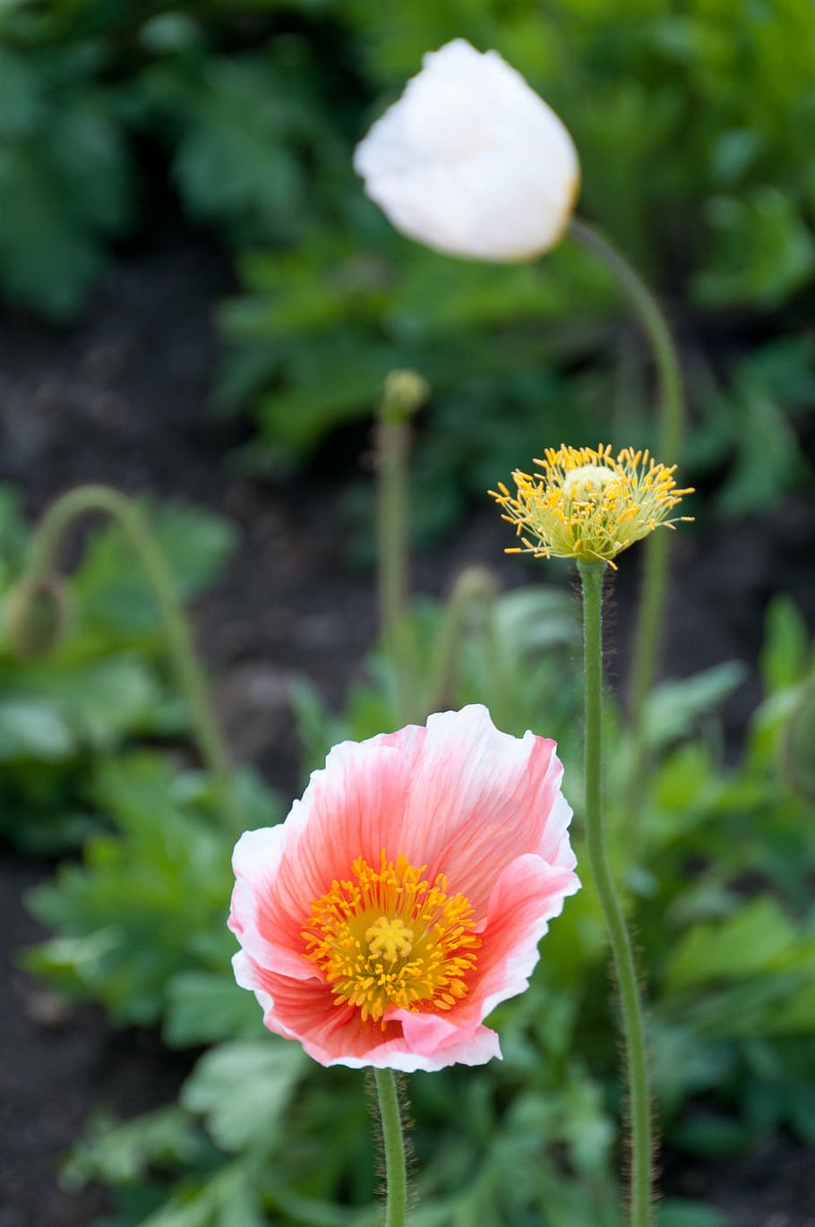 poppy, flowers, spring, pink, flowering plant, beauty in nature HD wallpaper