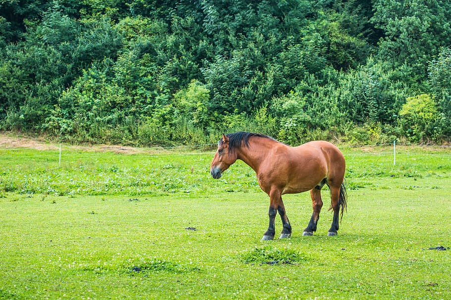 Brown Horse in a Meadow, alone, farm, grass, green, horses, nature, HD wallpaper