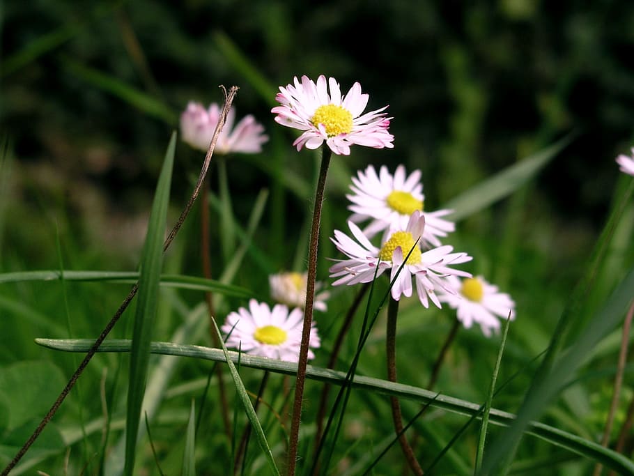 Daisies, Flower, Spring, Grass, summer, bloom, white color HD wallpaper