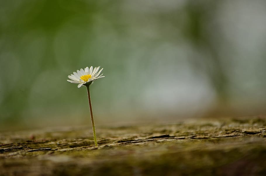 shallow focus photography of white daisy, flower, spring, nature HD wallpaper