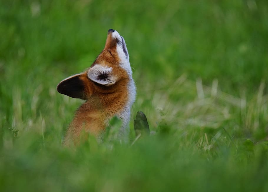 black and brown fox on bush, green grass, animal, serfdom, canids HD wallpaper